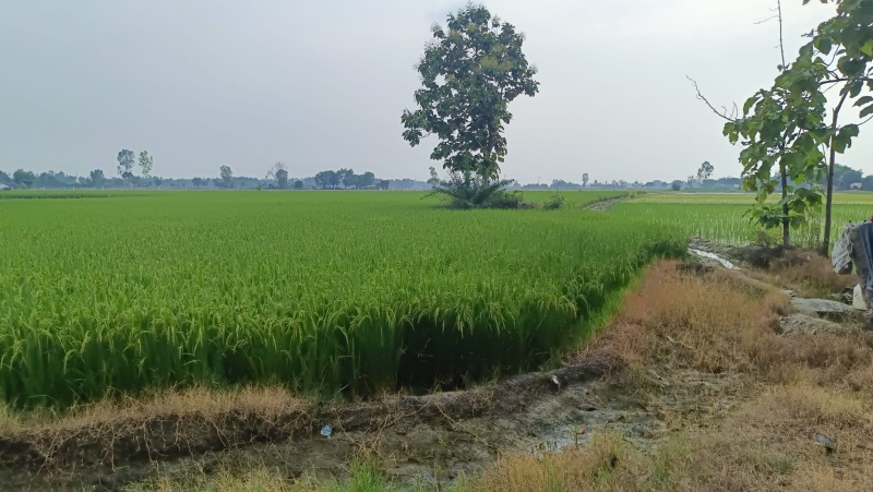  50 Acre Agricultural/Farm Land for Sale in Aerocity, Mohali