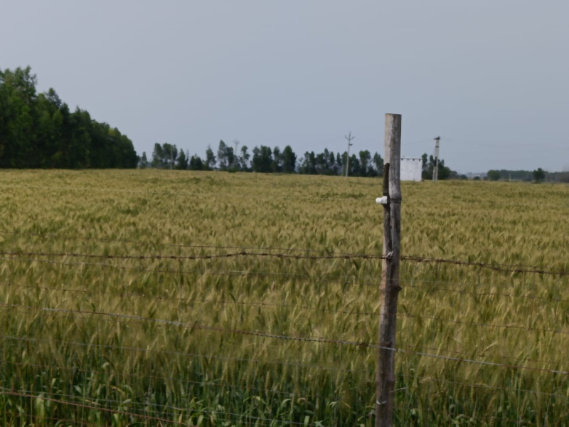  50 Acre Agricultural/Farm Land for Sale in Aerocity, Mohali