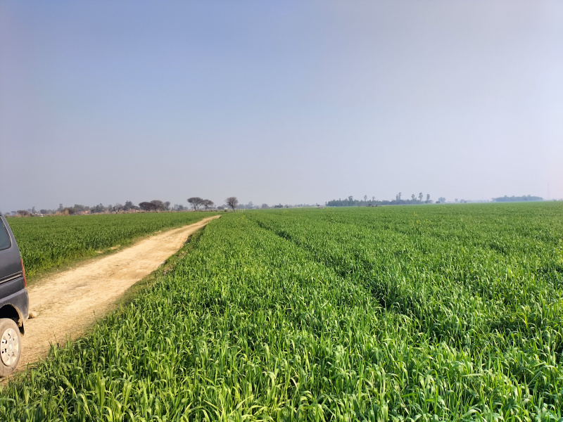  Agricultural Land 200 Acre for Sale in Kachhla, Budaun