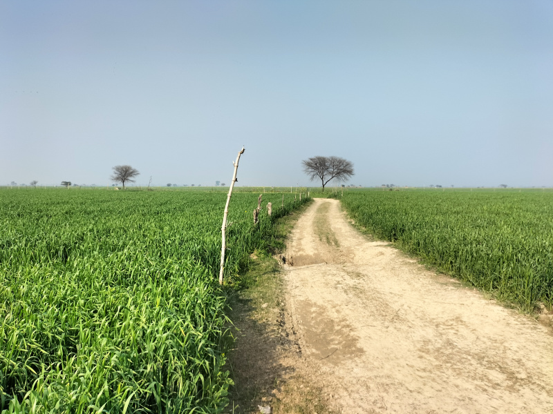  Agricultural Land 200 Acre for Sale in Kachhla, Budaun