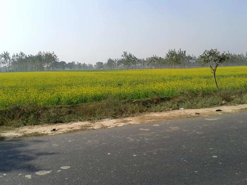 Agricultural Land 200 Acre for Sale in Civil Lines, Budaun