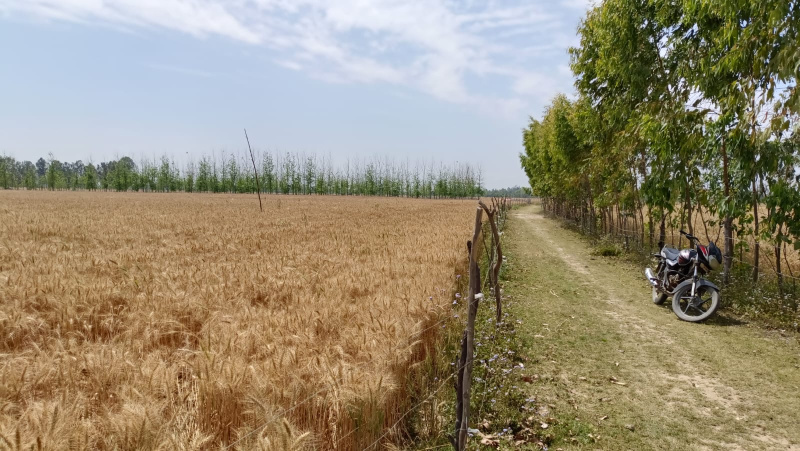  Agricultural Land 200 Acre for Sale in Civil Lines, Budaun