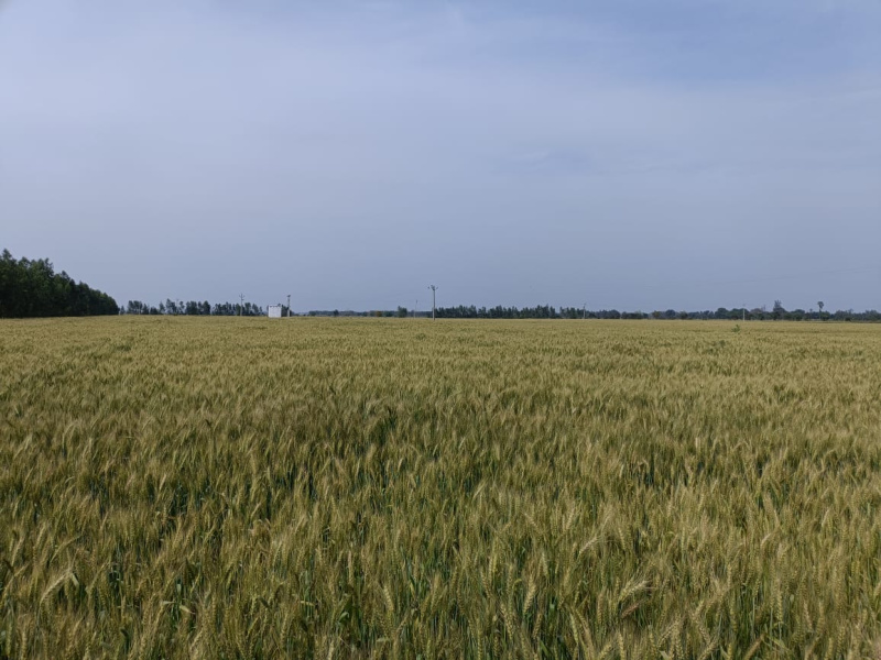  Agricultural Land 200 Acre for Sale in Civil Lines, Budaun