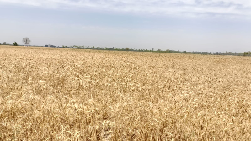  Agricultural Land 60 Acre for Sale in Saidpur Budaun