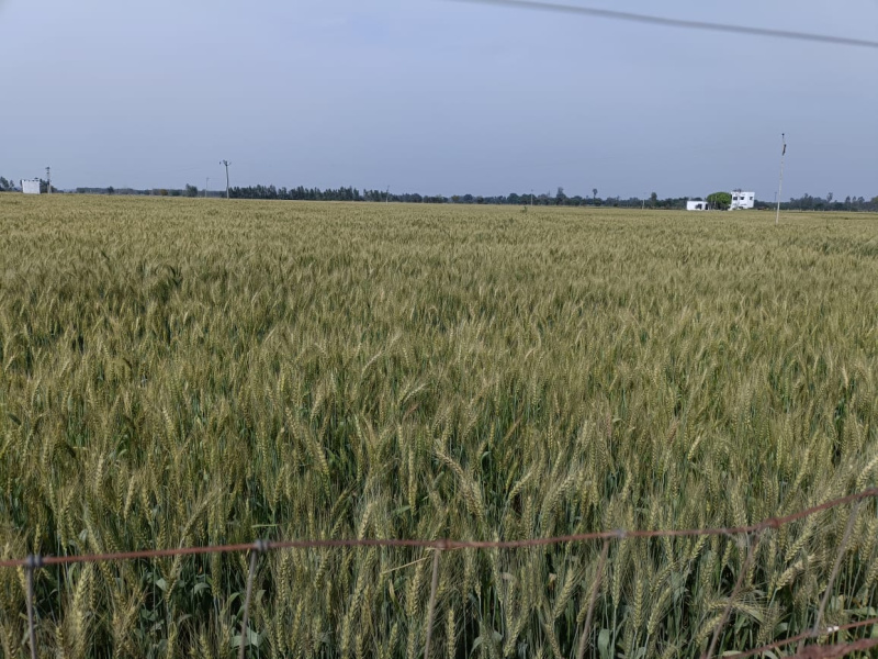  Agricultural Land 200 Acre for Sale in Civil Lines, Budaun