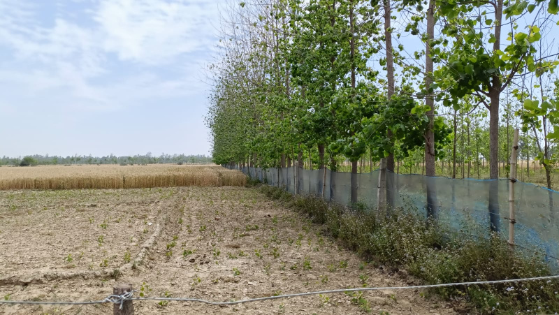  Agricultural Land 100 Acre for Sale in Saidpur Budaun