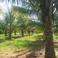  Agricultural Land for Sale in Anaimalai, Coimbatore