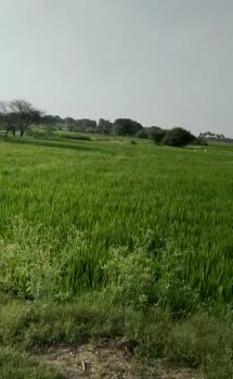 Agricultural Land for Sale in Mulug, Medak