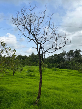  Agricultural Land for Sale in Dodamarg, Sindhudurg