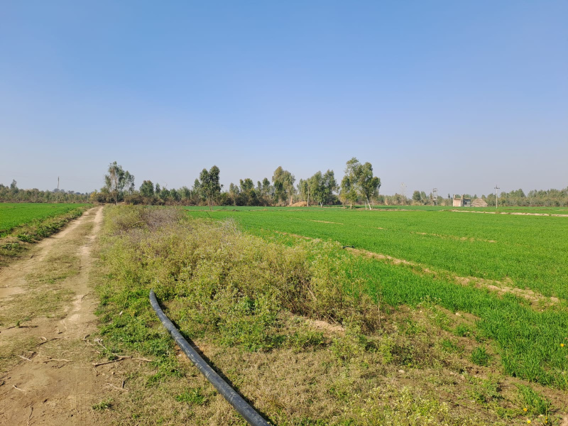 Agricultural Land 38 Acre for Sale in Dasuya Road, Hoshiarpur