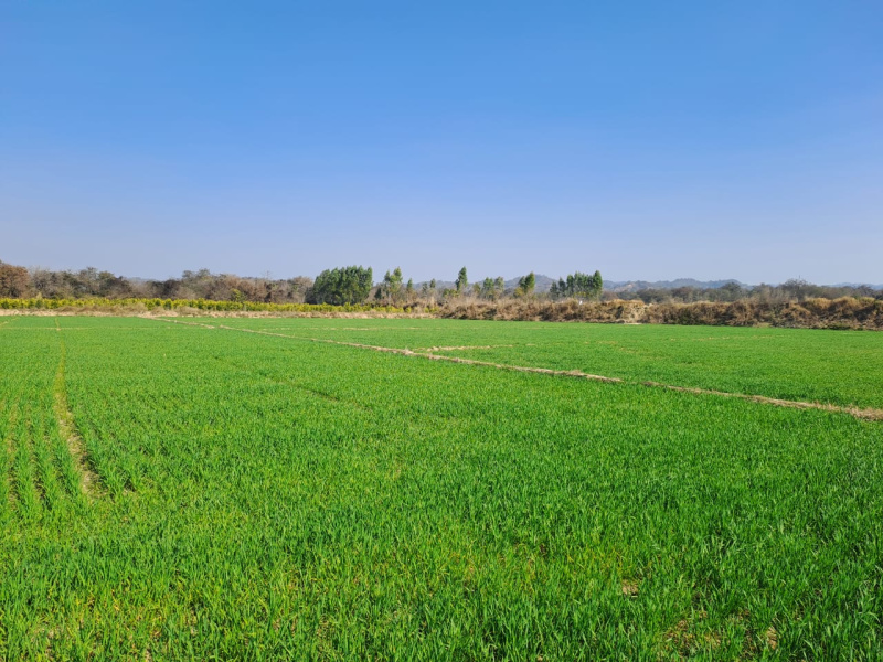 Agricultural Land 50 Acre for Sale in Shamchaurasi, Hoshiarpur