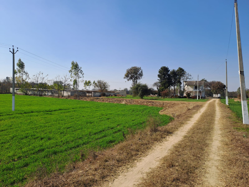 Agricultural Land 30 Acre for Sale in Bhogpur, Jalandhar