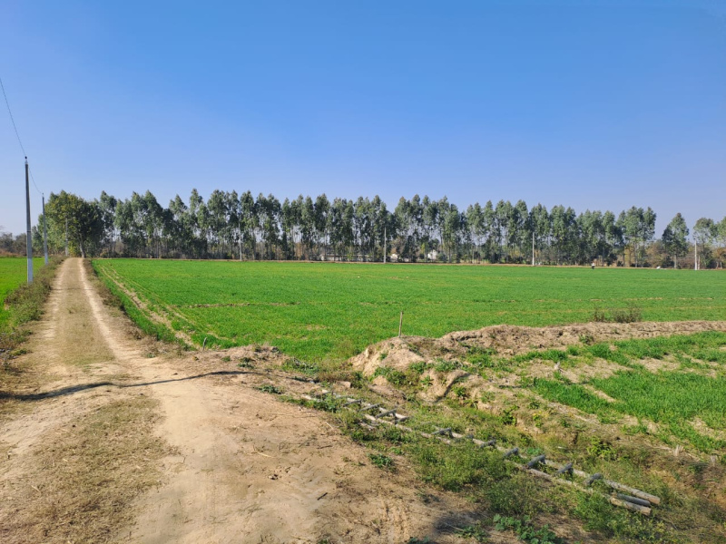 Agricultural Land 22 Acre for Sale in S.B.S. Nagar, Nawanshahr