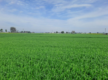  Agricultural Land for Sale in Garhshanker, Hoshiarpur