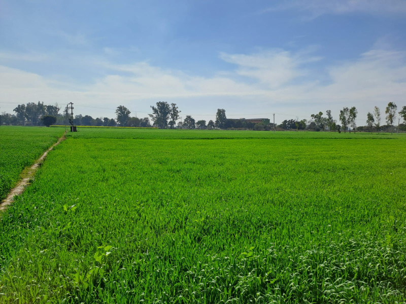 Agricultural Land 60 Acre for Sale in