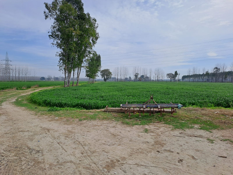 Agricultural Land 85 Acre for Sale in
