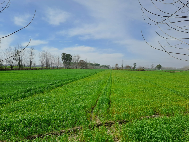 Agricultural Land 46 Acre for Sale in