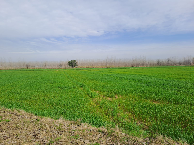 Agricultural Land 16 Acre for Sale in