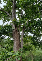  Agricultural Land for Sale in Chimur, Chandrapur