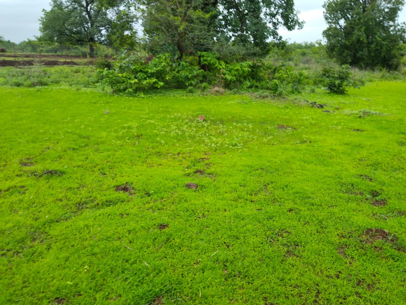  Agricultural Land 1 Acre for Sale in Murbad, Thane