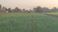  Agricultural Land for Sale in Una/Unnatnagar, Gir Somnath