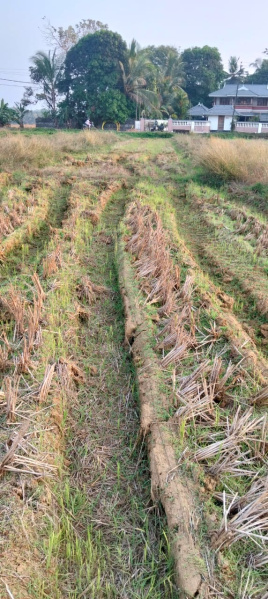  Agricultural Land 55 Cent for Sale in Kunnamkulam, Thrissur