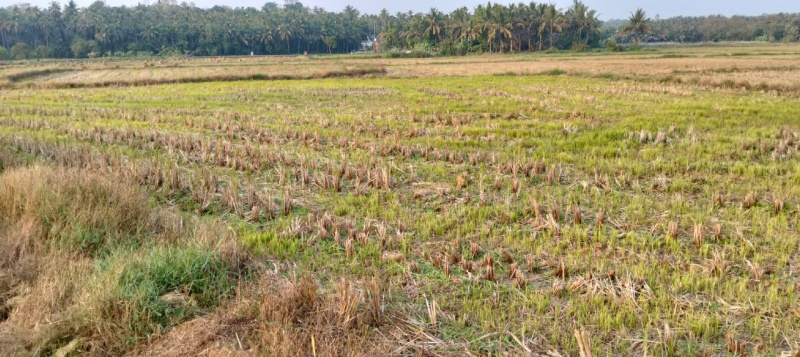  Agricultural Land 55 Cent for Sale in Kunnamkulam, Thrissur