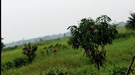  400 Bigha Residential Plot for Sale in Banskopa, Durgapur