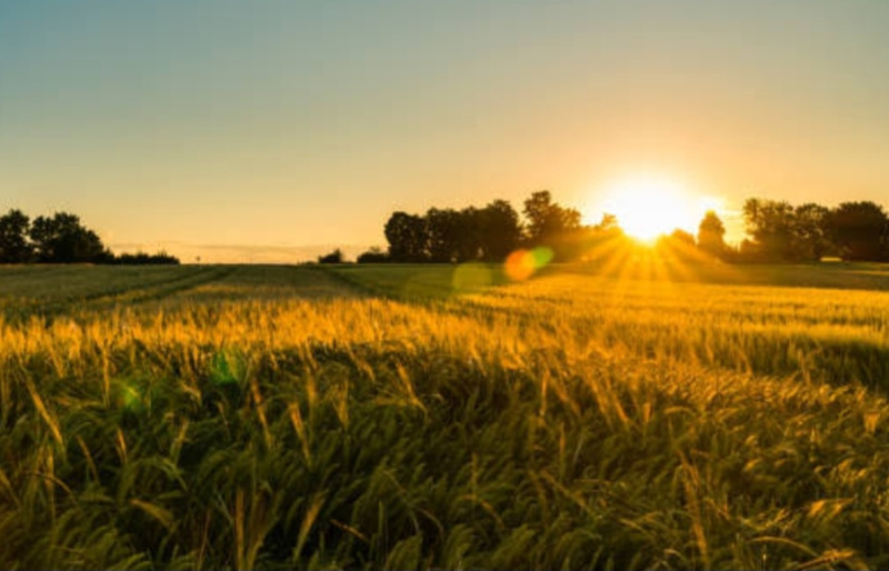  Agricultural Land 50 Bigha for Sale in Yamuna Expressway, Greater Noida