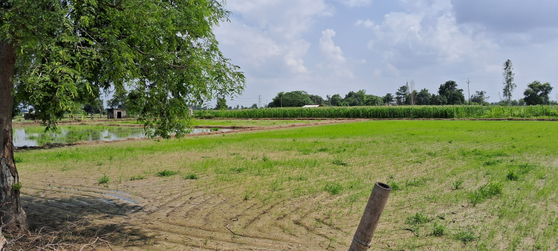  Agricultural Land 60 Bigha for Sale in Jewar, Gautam Buddha Nagar