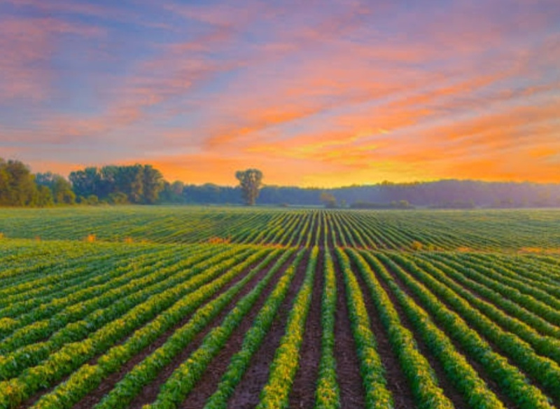  50 Bigha Agricultural/Farm Land for Sale in Sector 22D, Greater Noida West