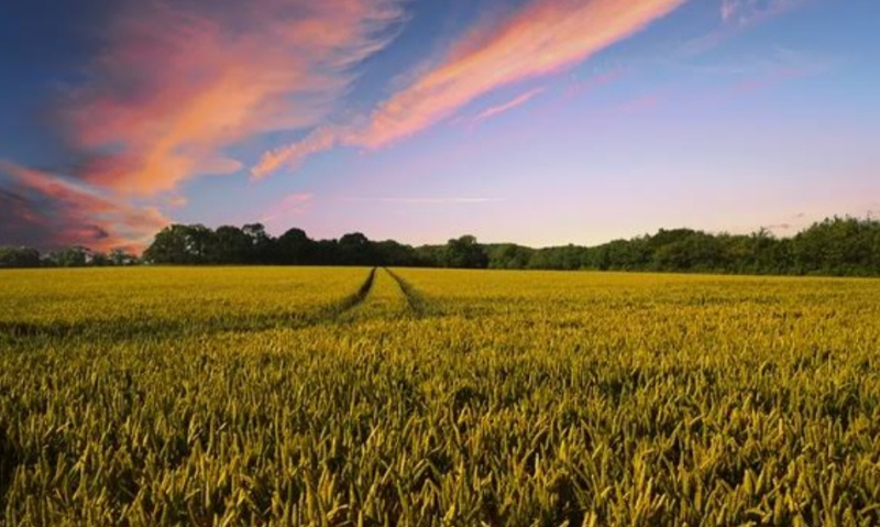  100 Bigha Agricultural/Farm Land for Sale in Anupshahr, Bulandshahr