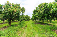  Agricultural Land for Sale in Sulur, Coimbatore