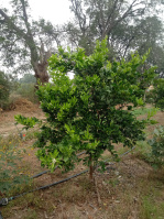  Agricultural Land for Sale in Umred, Nagpur