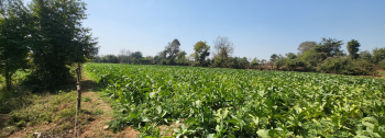  Agricultural Land for Sale in Umeta, Vadodara
