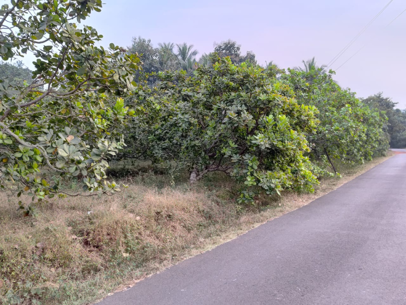  Residential Plot 15 Guntha for Sale in Kudal, Sindhudurg