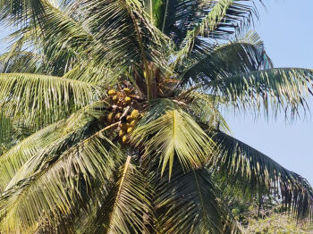  Agricultural Land for Sale in Kinathukadavu, Coimbatore