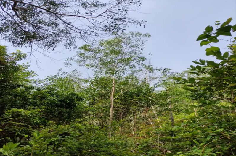  Agricultural Land 237 Cent for Sale in Padubidre, Udupi