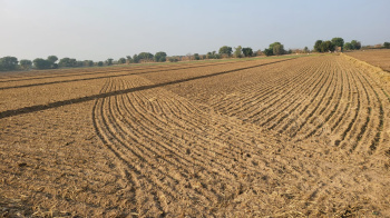  Agricultural Land for Sale in Suratgarh, Ganganagar