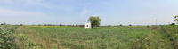  Agricultural Land for Sale in Karjan, Vadodara