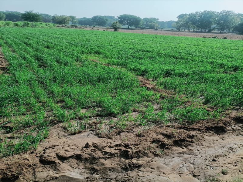 Agricultural Land 12 Bigha for Sale in Dahegam, Gandhinagar