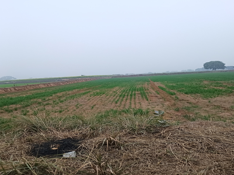  Agricultural Land 3 Acre for Sale in Pataudi, Gurgaon