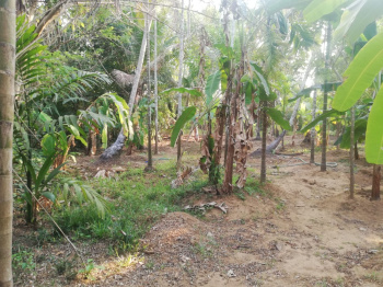  Agricultural Land for Sale in Irinjalakuda, Thrissur