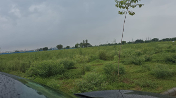  Agricultural Land for Sale in Loharu, Bhiwani