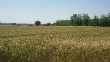  Agricultural Land for Sale in Machhiwara, Ludhiana