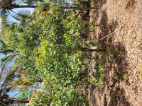  Agricultural Land for Sale in Kanhangad, Kasaragod