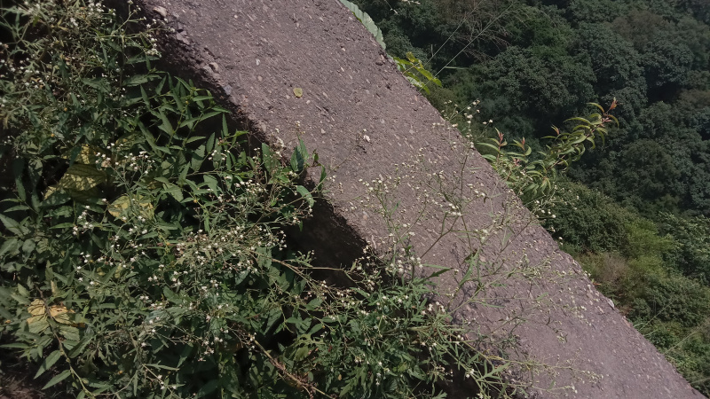  Commercial Land 60 Sq.ft. for Sale in Parwanoo, Solan