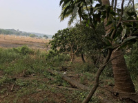  Agricultural Land for Sale in Alibag, Raigad