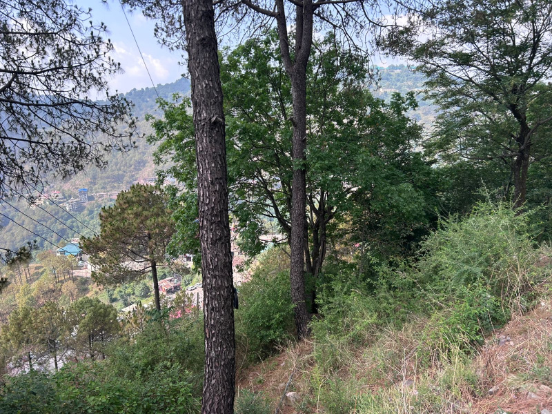  50 Biswa Residential Plot for Sale in Barog, Solan