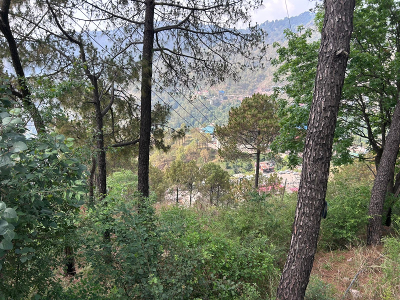  50 Biswa Residential Plot for Sale in Barog, Solan